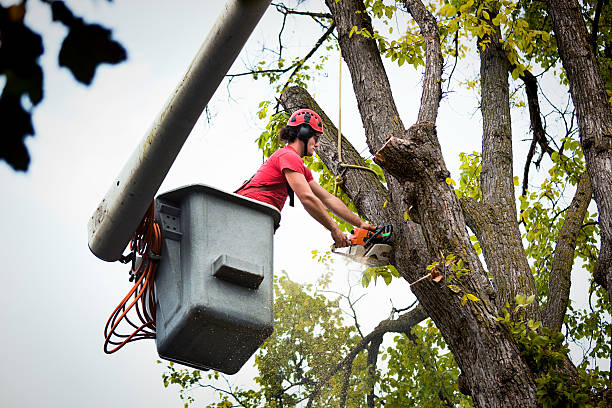 The Steps Involved in Our Tree Care Process in Allendale, SC